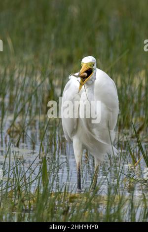 oiseaux , cheval Henson, bovins des Highlands, Saint Firmin les Crotoy, Aigrette garzette, Grande aigrette, Spatule, Cygne Banque D'Images