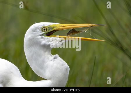 oiseaux , cheval Henson, bovins des Highlands, Saint Firmin les Crotoy, Aigrette garzette, Grande aigrette, Spatule, Cygne Banque D'Images
