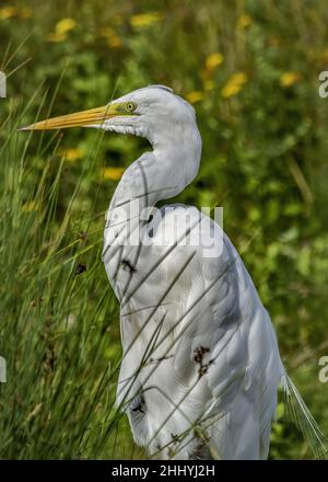 oiseaux , cheval Henson, bovins des Highlands, Saint Firmin les Crotoy, Aigrette garzette, Grande aigrette, Spatule, Cygne Banque D'Images