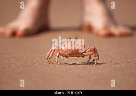 Crabe fantôme avec des pieds mâles sur la plage.Plage de Zinkwazi, Kwa Natal, Afrique du Sud Banque D'Images