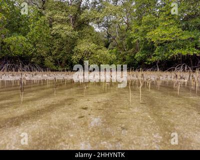 Vue à angle bas des racines des mangroves, des pneumatophores, des racines aériennes.Forêt tropicale de mangrove à marée basse.Réflexion d'eau peu profonde.Meilleur natu Banque D'Images