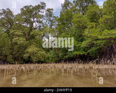 Vue à angle bas des racines des mangroves, des pneumatophores, des racines aériennes.Forêt tropicale de mangrove à marée basse.Réflexion d'eau peu profonde.Meilleur natu Banque D'Images