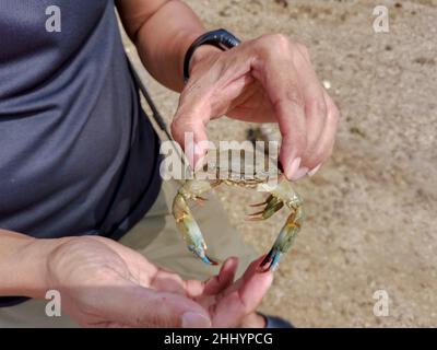 Gros plan de main asiatique mâle tenant le crabe à la plage.Un homme a attrapé un crabe bleu nageur dans la mer.Pêche au crabe bleu.Fruits de mer, faune, voyage Banque D'Images