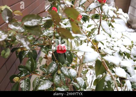 Roses avec neige en hiver.janvier 2022 Japon. Banque D'Images