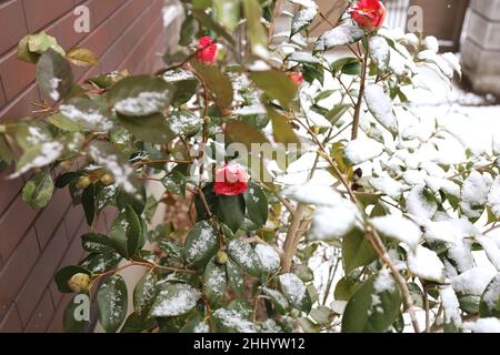 Roses avec neige en hiver.janvier 2022 Japon. Banque D'Images