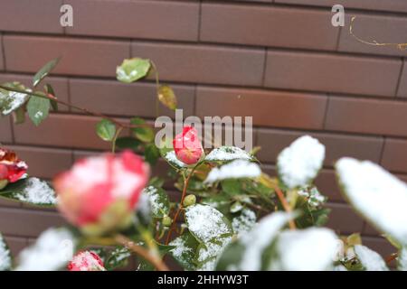 Roses avec neige en hiver.janvier 2022 Japon. Banque D'Images
