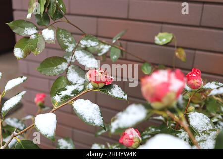 Roses avec neige en hiver.janvier 2022 Japon. Banque D'Images