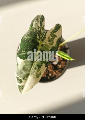 Alocasia Micholitziana, connu communément sous le nom d'Alocasia Frydek, au soleil tôt le matin.Plante tropicale rare chère. Banque D'Images