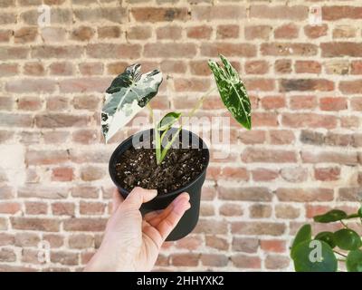 Main caucasienne tenant un Alocasia Micholitziana, connu communément comme Alocasia Frydek.Plante tropicale rare chère. Banque D'Images