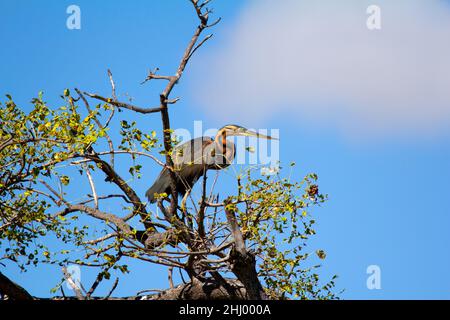 Le Héron pourpre (Ardea purpurea madagascariensis).Il s'agit d'une sous-espèce de l'héron pourpre que l'on trouve dans le monde entier et qui est endémique à Madagascar. Banque D'Images