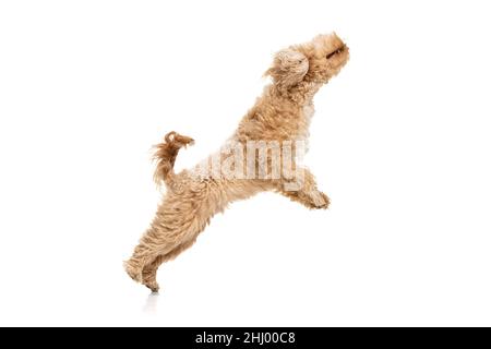 Petit chien, maltipoo couleur dorée posant isolé sur fond blanc.Concept de beauté, race, animaux de compagnie, vie animale. Banque D'Images