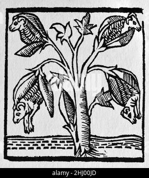 Image fantastique d'une usine de coton telle que perçue par Sir John Mandeville dans les voyages de John Mandeville.Selon Mandeville quand les fruits mûrissent le y ouvert pour révéler les agneaux.Quand les branches courbées vers le bas, les agneaux pouvaient se nourrir sur l'herbe sous. c16th Vintage Woodcut Print, Engraving ou Illustration d'une édition espagnole de 1521. Banque D'Images