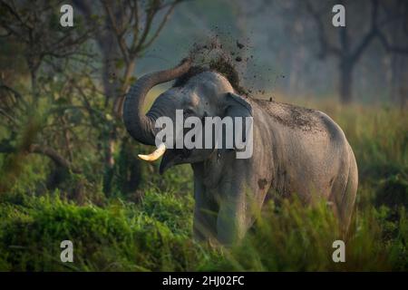 Un taureau d'éléphant indien dans le musc jette de la poussière sur sa tête comme signe d'agression à l'approche Banque D'Images