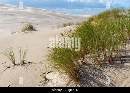 Herbe sèche sur la pente d'une dune errante dans le parc national de Slowinski.Près de Leba, Pologne. Banque D'Images