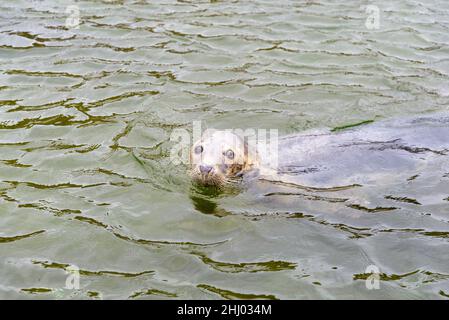 Phoque gris (Halichoerus grypus) dans le sanctuaire de la bruyère de Hel, Pologne. Banque D'Images