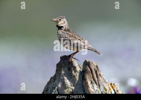 Calandra Lark, (Melanocorypha calandra), perchée sur le rocher, Castro Verde, Alentejo,Portugal Banque D'Images