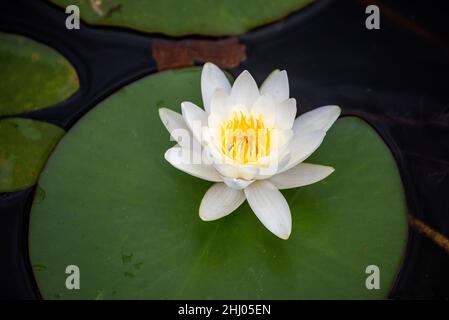 Nymphaea candida fleur blanche sur le lac Moszne Banque D'Images