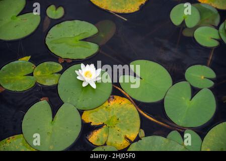 Nymphaea candida fleur blanche sur le lac Moszne Banque D'Images