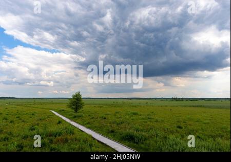 Parc national de Poleski, Pologne, Europe.Passerelle en bois, pont traversant une tourbière avec un arbre seul sur le côté.Sentier touristique tzahary . Banque D'Images