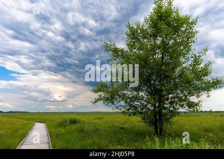 Parc national de Poleski, Pologne, Europe.Passerelle en bois, pont traversant une tourbière avec un arbre seul sur le côté.Sentier touristique tzahary . Banque D'Images