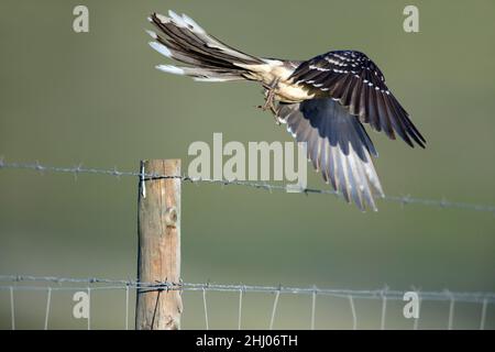 Grand Cuckoo tacheté, (Clamator glandarius), décollage de la clôture, Castro Verde, Alentejo, Portugal, Europe Banque D'Images