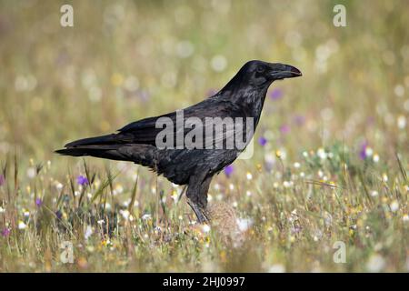 Raven (Corvus corax) sur l'alimentation de terrain sur le carrion Castro Verde Alentejo Portugal Banque D'Images