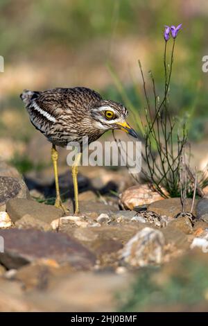 Le Courlis de pierre (Burhinus oedicnemus) approche de nid avec des œufs Castro Verde Alentejo Portugal Banque D'Images