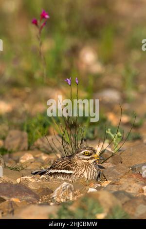 Courlis de pierre, (Burhinus oedicnemus), assis sur un nid, dans un habitat typique, Castro Verde,Alentejo, Portugal Banque D'Images