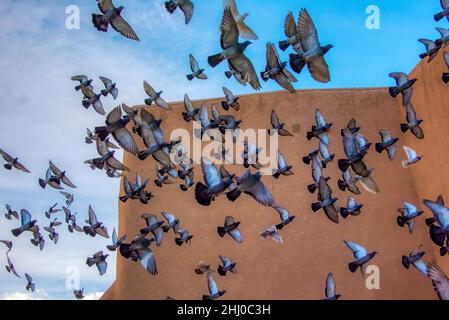 Pigeons en train de fouler l'église de la Mission de San Francisco de Asis Banque D'Images