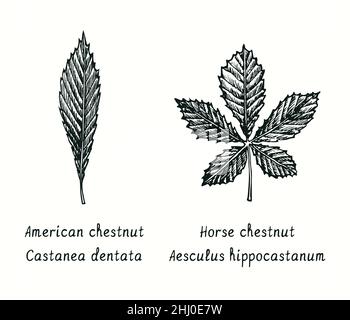 Feuille de châtaigne (Castanea dentata) et de châtaigne (Aesculus hippocastanum). Dessin d'une boisée noire et blanche à l'encre. Banque D'Images
