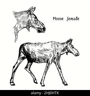 Collection Moose female, debout et vue sur la tête.Dessin d'une boisée noire et blanche à l'encre. Banque D'Images