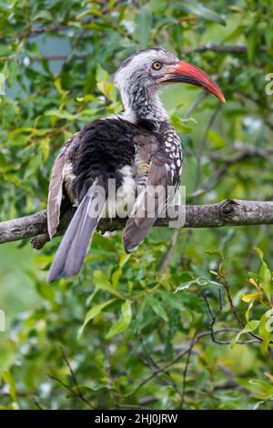 Hornbill à bec rouge dans le parc national Kruger Banque D'Images