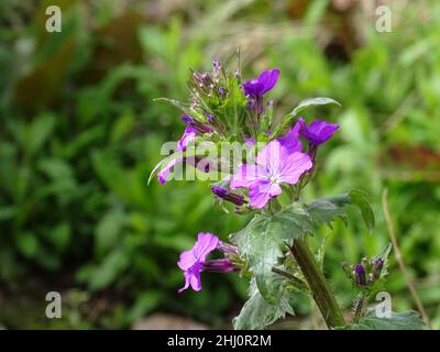 Gros plan d'une fleur rose de Lunaria annua, avec un fond vert flou Banque D'Images