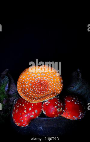 Amanita muscaria dans la vieille marmite de fer. Champignon toxique mouche agaric Banque D'Images