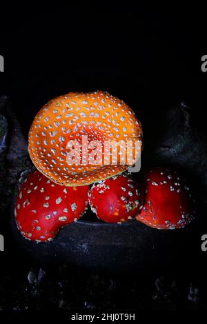 Amanita muscaria dans la vieille marmite de fer. Champignon toxique mouche agaric Banque D'Images