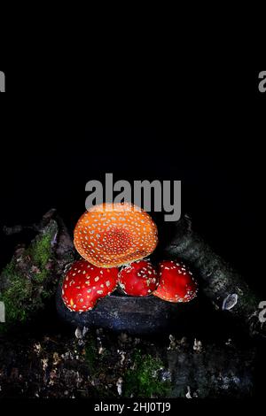 Amanita muscaria dans la vieille marmite de fer. Champignon toxique mouche agaric Banque D'Images