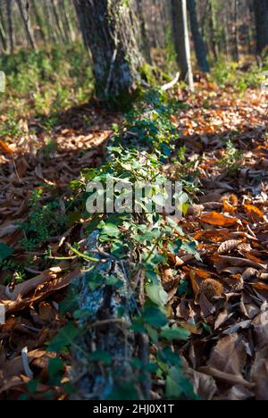 Branche sur le sol de la forêt avec des lichens et des lichens ivés avec des feuilles mortes en automne Banque D'Images