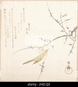Nouvelle Lune; Nightingale sur une branche de prune 19th siècle Ryūryūkyo Shinsai Japonais.Nouvelle Lune; Nightingale sur une branche de prune 55086 Banque D'Images