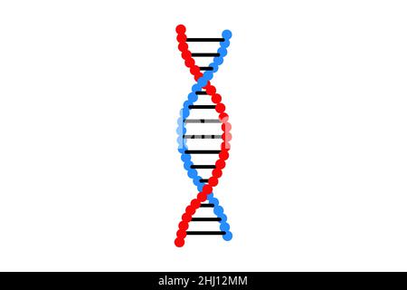 Structure de l'ADN isolée.Biologie ou biotechnologie résumé illustration fond.Section transversale de l'anatomie des cellules humaines Banque D'Images