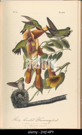 Les oiseaux d'Amérique des dessins fabriqués aux États-Unis 1842 après John James Audubon américain, né en Haïti Achetez un imprimé personnalisé encadré pour s'adapter à votre espace.Les oiseaux d'Amérique des dessins faits aux États-Unis 370267 Banque D'Images