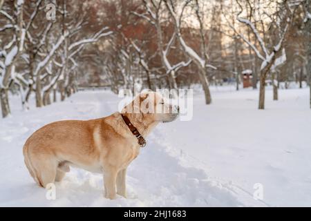 Adorable fauve le Labrador en hiver lors d'une promenade dans le parc Banque D'Images