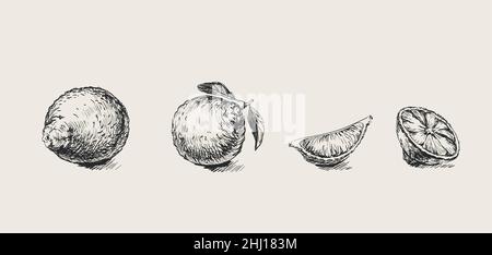 Définir l'illustration du vecteur de lime dessiné à la main. Illustration de Vecteur