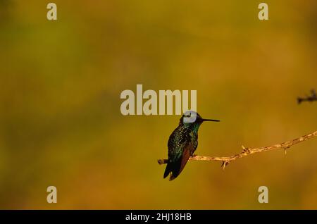 Blauschwanz-Smaragdkolibri, émeraude à queue bleue, Chlorostilbon mellisugus, Curaçao Banque D'Images