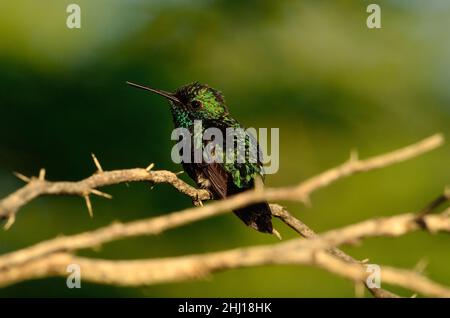 Blauschwanz-Smaragdkolibri, émeraude à queue bleue, Chlorostilbon mellisugus, Curaçao Banque D'Images