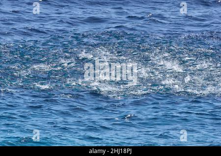 Curacao Banque D'Images