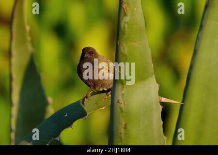 Antillen-Gimpeltangare, herbe à face noire, Melanospiza bicolor sharpei, Curaçao Banque D'Images