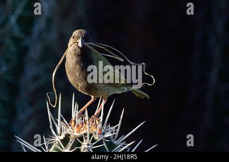 Antillen-Gimpeltangare, herbe à face noire, Melanospiza bicolor sharpei, Curaçao Banque D'Images