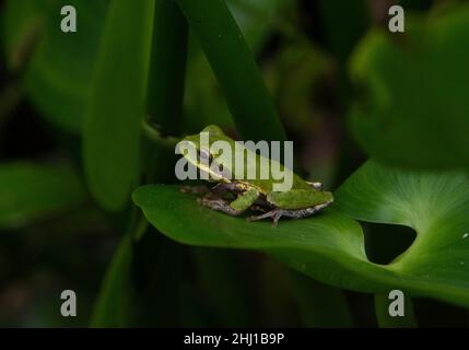 Écureuil Treefrog (Hyla squirella) de Jefferson Parish, Louisiane, Etats-Unis. Banque D'Images