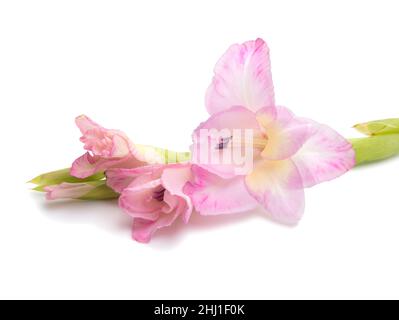 belle fleur gladiolus lumineuse présente le jour des femmes isolé sur le blanc Banque D'Images