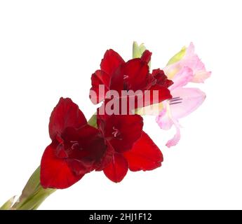 belle fleur gladiolus lumineuse présente le jour des femmes isolé sur le blanc Banque D'Images